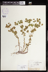 Image Associated With the Occurrence