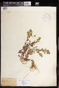 Euphorbia commutata image