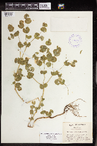 Euphorbia commutata image