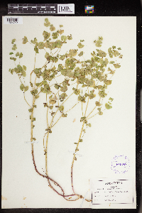 Euphorbia commutata image