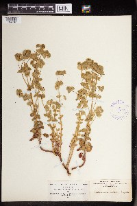 Euphorbia commutata image