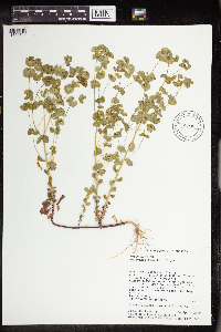 Euphorbia commutata image