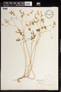 Euphorbia commutata image