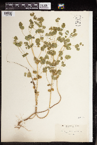 Euphorbia commutata image