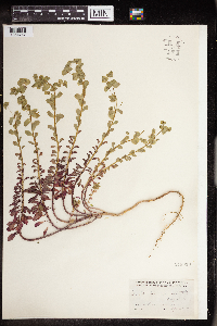 Euphorbia commutata image