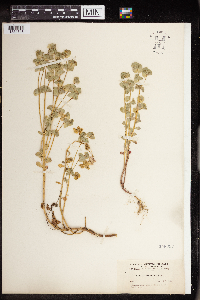 Euphorbia commutata image