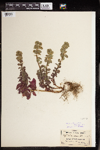 Euphorbia commutata image