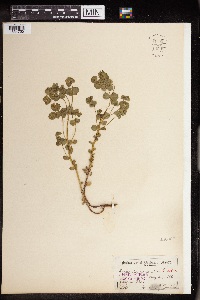 Euphorbia commutata image