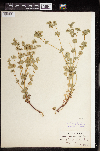 Euphorbia commutata image