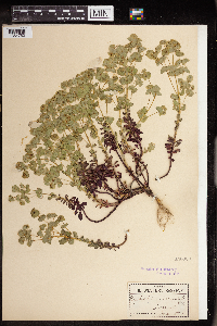 Euphorbia commutata image