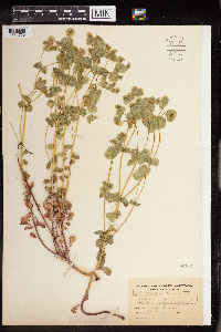 Euphorbia commutata image