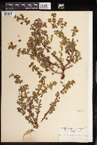 Euphorbia commutata image