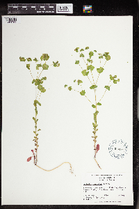 Euphorbia commutata image