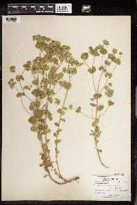 Euphorbia commutata image