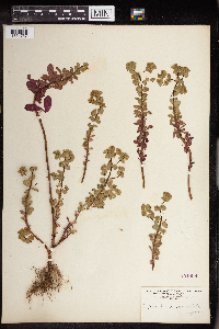 Euphorbia commutata image