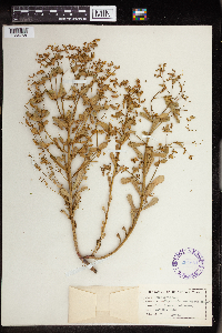 Euphorbia commutata image