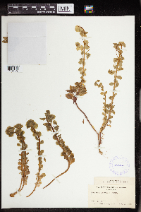 Euphorbia commutata image