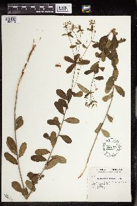 thumbnail image of current specimen