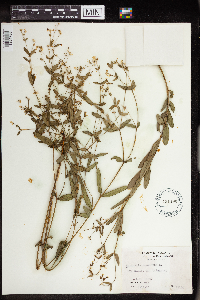 thumbnail image of current specimen
