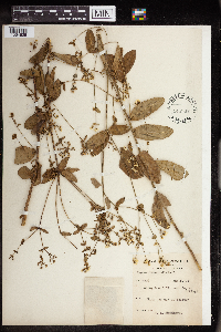 thumbnail image of current specimen