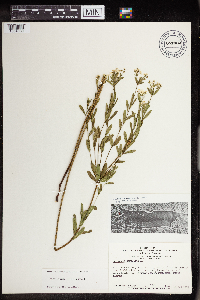 thumbnail image of current specimen