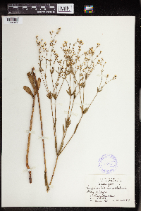 Thumbnail image of current specimen