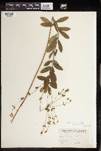 Thumbnail image of current specimen
