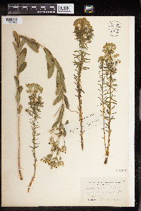 Thumbnail image of current specimen