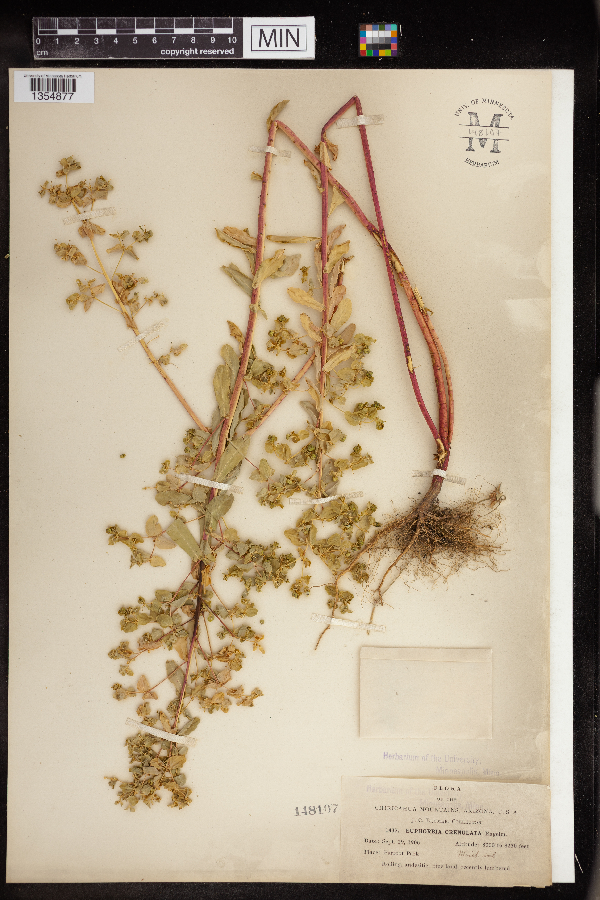 Euphorbia crenulata image