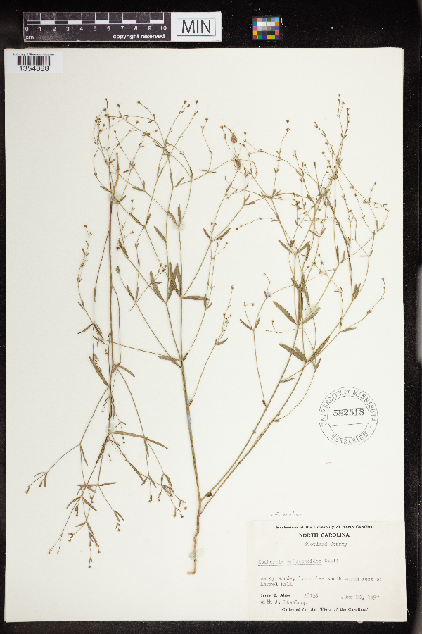 Euphorbia curtisii image