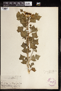 thumbnail image of current specimen