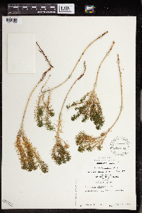 Euphorbia cyparissias image
