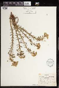 Euphorbia cyparissias image