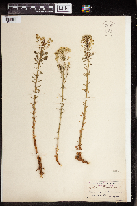Euphorbia cyparissias image