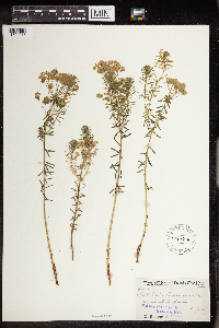 Euphorbia cyparissias image