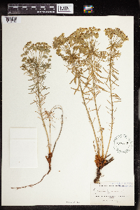 Euphorbia cyparissias image