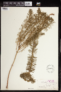Euphorbia cyparissias image