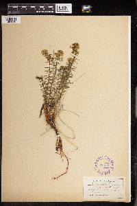Euphorbia cyparissias image
