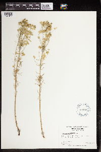 Euphorbia cyparissias image