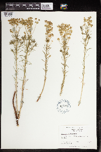 Euphorbia cyparissias image