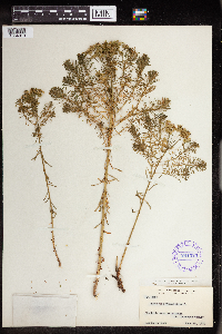Euphorbia cyparissias image