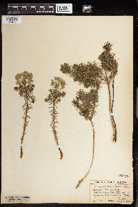 Euphorbia cyparissias image