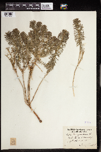 Euphorbia cyparissias image