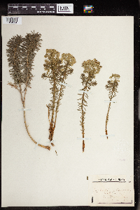 Euphorbia cyparissias image