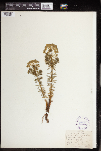 Euphorbia cyparissias image