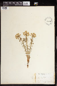 Euphorbia cyparissias image