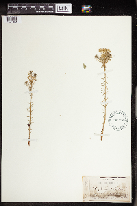 Euphorbia cyparissias image