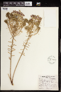 Euphorbia cyparissias image
