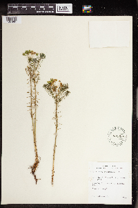 Euphorbia cyparissias image