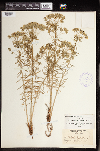 Euphorbia cyparissias image